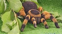 The Scary Remote Control Tarantula